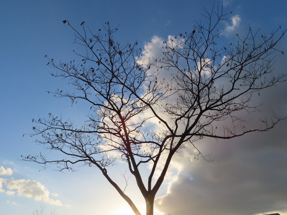 空と雲と樹木と光