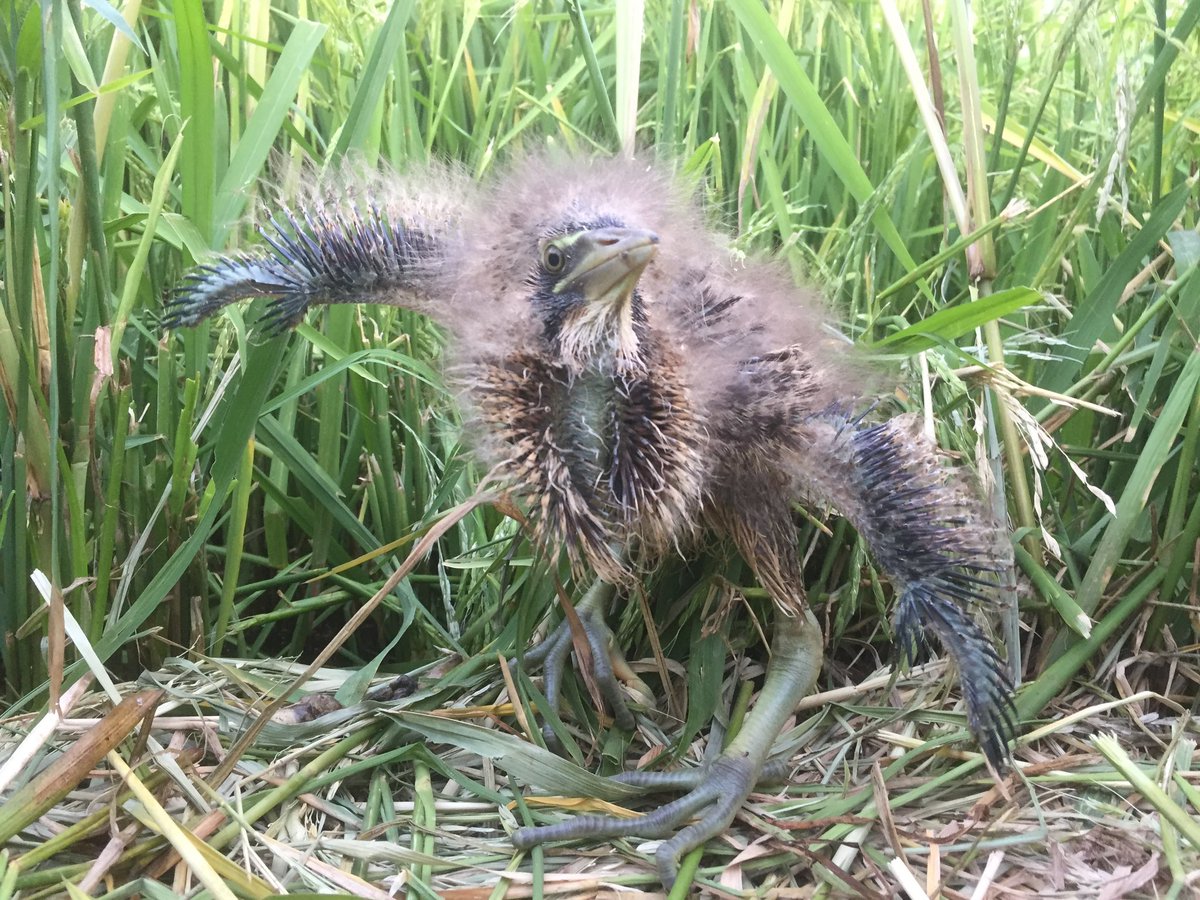 Due to the current situation with Omicron variant of COVID-19 the committee have made the difficult decision to postpone Australasian Bittern Conservation Summit scheduled for Leeton on 1-4 Feb. Participants have been contacted and we will be going again in 2023🙂 Stay safe.