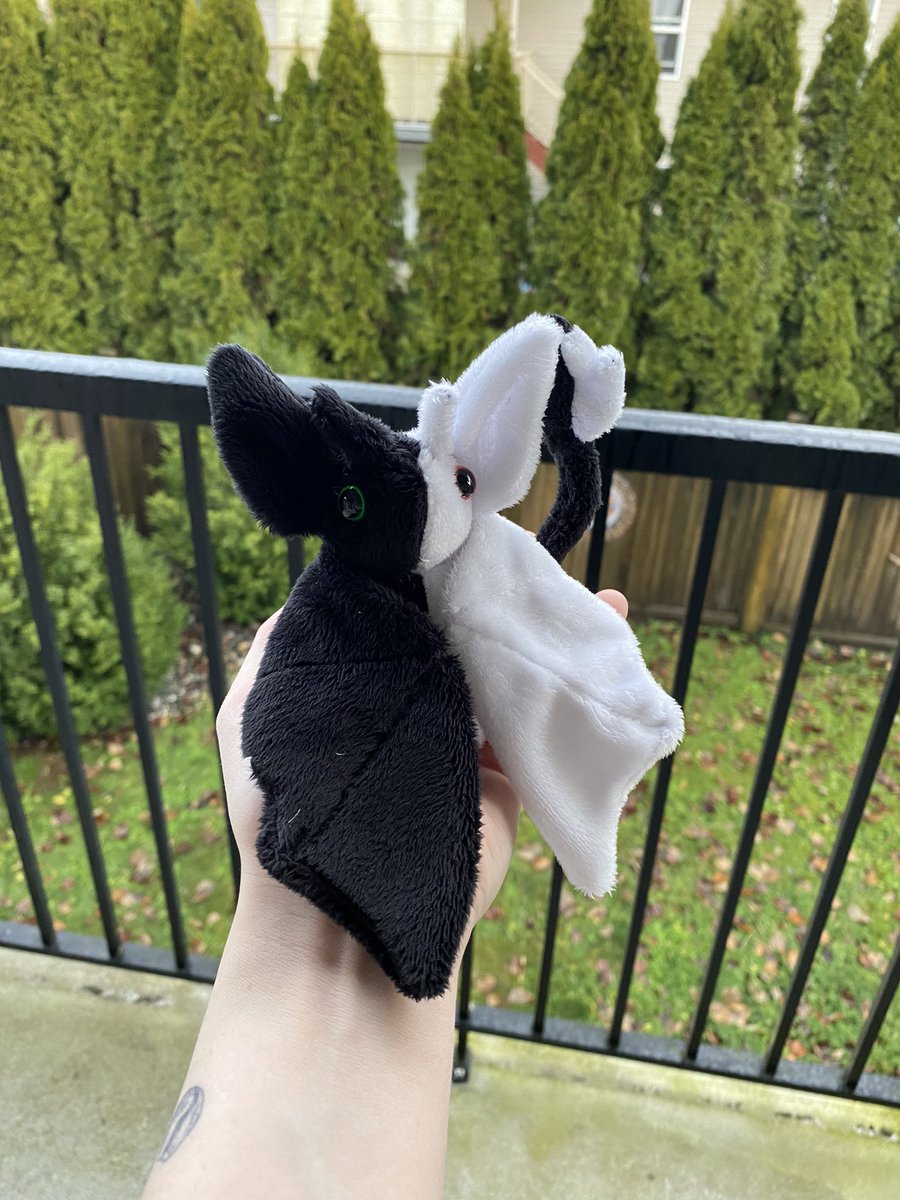 StudiosTrimble's tweet photo. May I present to you all: Ranbat 💕 Aka Ranboo but in bat form! This was so much fun to make and I love them with all my heart 🥺
.
(please untag in replies!)
#ranboofanart #Ranboo #ranbooart #mcytfanart #mcyttwt https://t.co/sjXCROwlBL