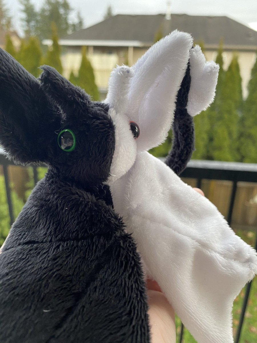 StudiosTrimble's tweet photo. May I present to you all: Ranbat 💕 Aka Ranboo but in bat form! This was so much fun to make and I love them with all my heart 🥺
.
(please untag in replies!)
#ranboofanart #Ranboo #ranbooart #mcytfanart #mcyttwt https://t.co/sjXCROwlBL