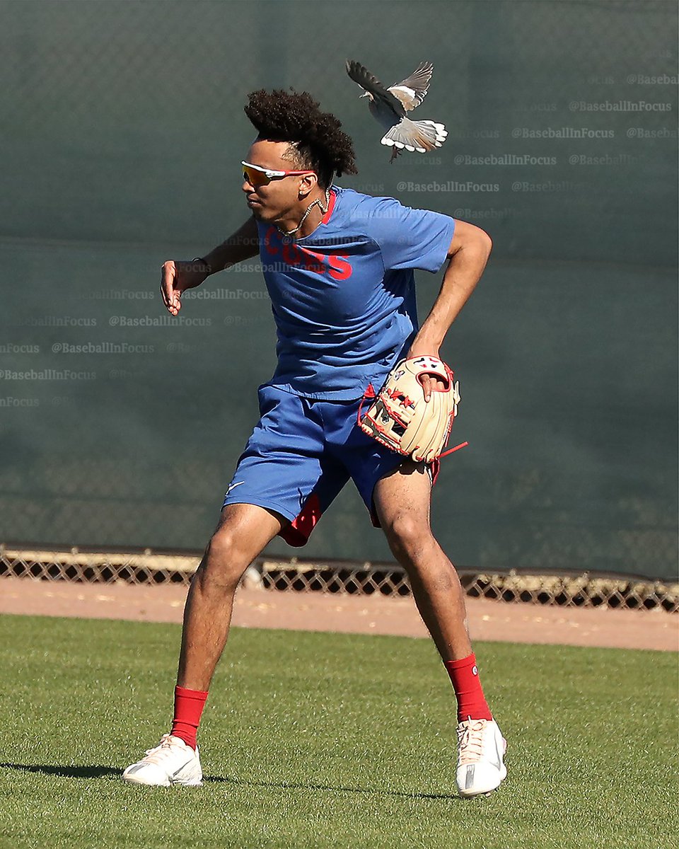 baseballinfocus's tweet photo. This dove had been giving #cubs outfielders trouble during BP and eventually landed on @ReginaldPrecia4's shoulder. Doves in pairs are lovebirds; alone, watch out! #SpringTraining22 https://t.co/BMVByasjEF