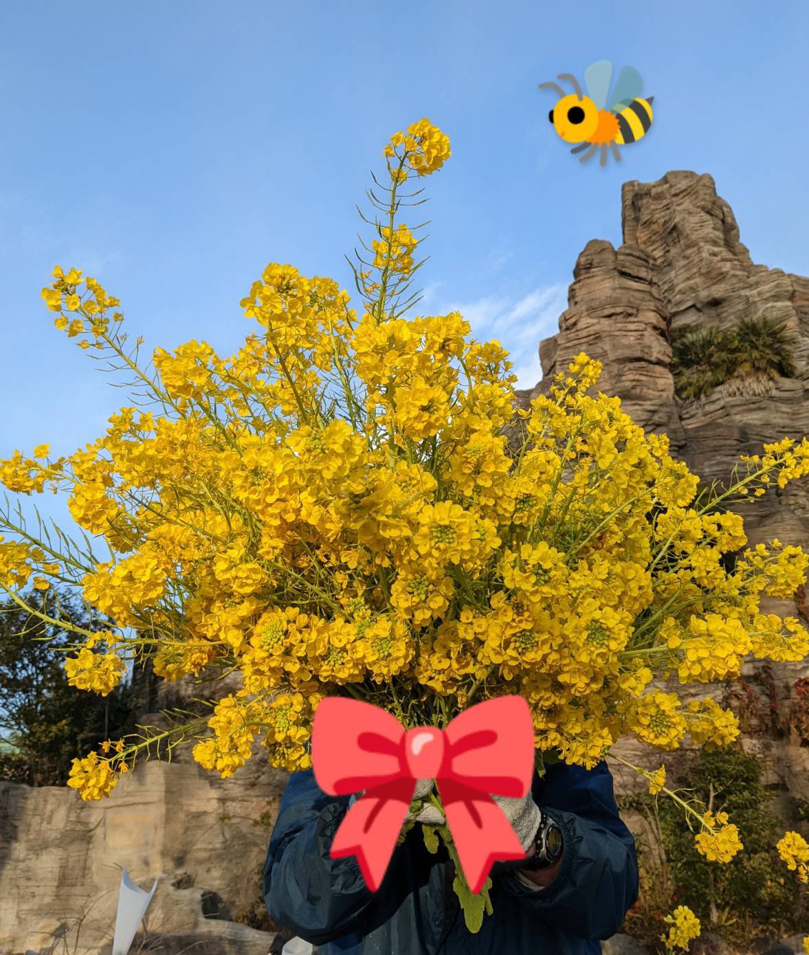 ひらかたパーク 花と緑 菜の花が成長してきたので きって花束にしました 春が近づいてきたなぁ T Co Hejkuxwnxf Twitter
