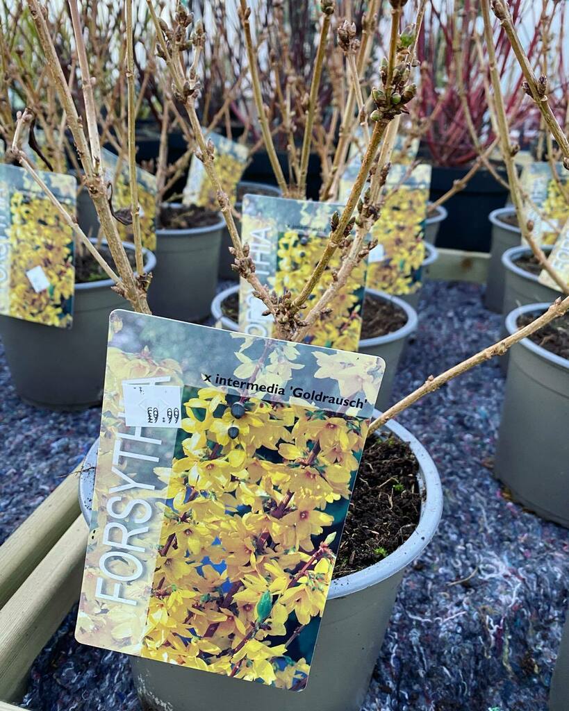 ToftwoodGC's tweet photo. Forsythia , one of the most breathtaking shrubs which symbolises the beginning of spring !! 

We’ve got a huge stock of forsythia’s predominately the favourite ‘goldrausch’ , however, we also have some ‘Lynwood’, ‘nimbus’, ‘weekend’ &amp; ‘Mikador’ 

In the … https://t.co/weFtal9SIU https://t.co/yPbf9VQjUy