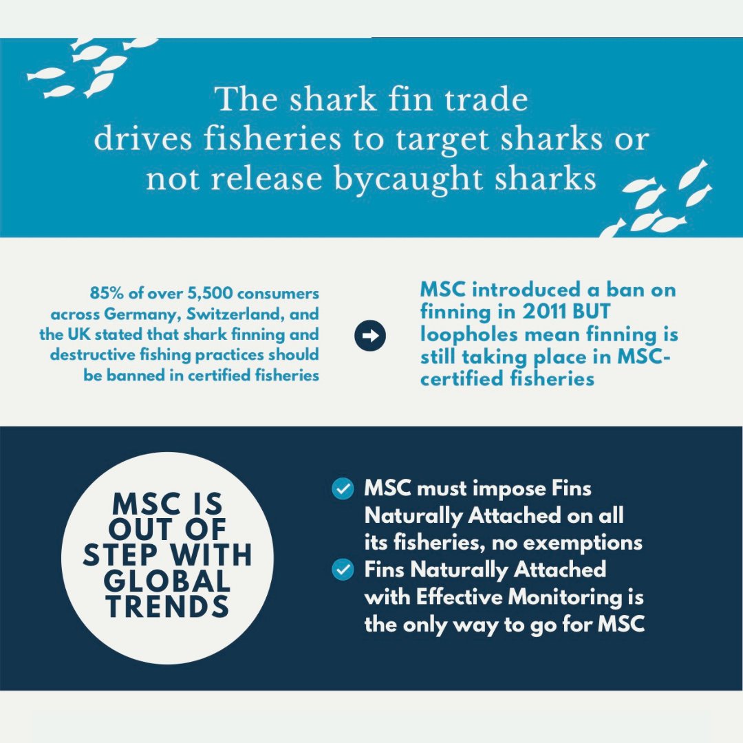 ElasmoBro's tweet photo. Last chance for @MSCecolabel to stand up for sharks and require Fins Naturally Attached in all fisheries interacting with sharks – no exemptions!  
Join the call for a #FinFreeMSC now.
Find out more at https://t.co/hGpeiiEL8H https://t.co/gzn9t1WKxB