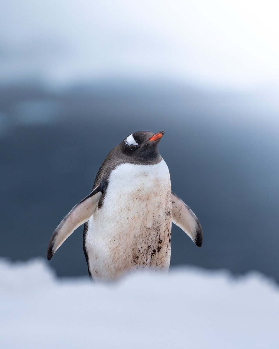 The moment I realised that I’m in Antarctica - could watch them all day 🐧
