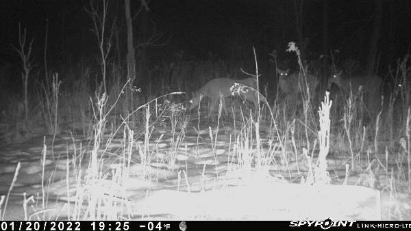 novacreature's tweet photo. Cold night the whole herd out for a walk #deer #WHYISSPYPOINT
From my SPYPOINT Link Device https://t.co/jg4fOzZI6R