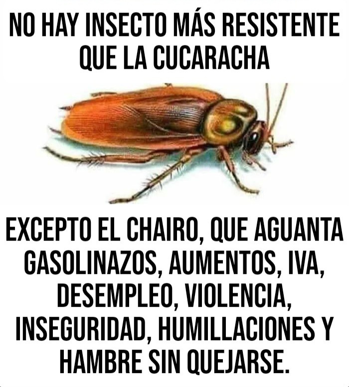 <a href="/ChumelTorres/">Chumel Torres</a> 👊🇲🇽🤛