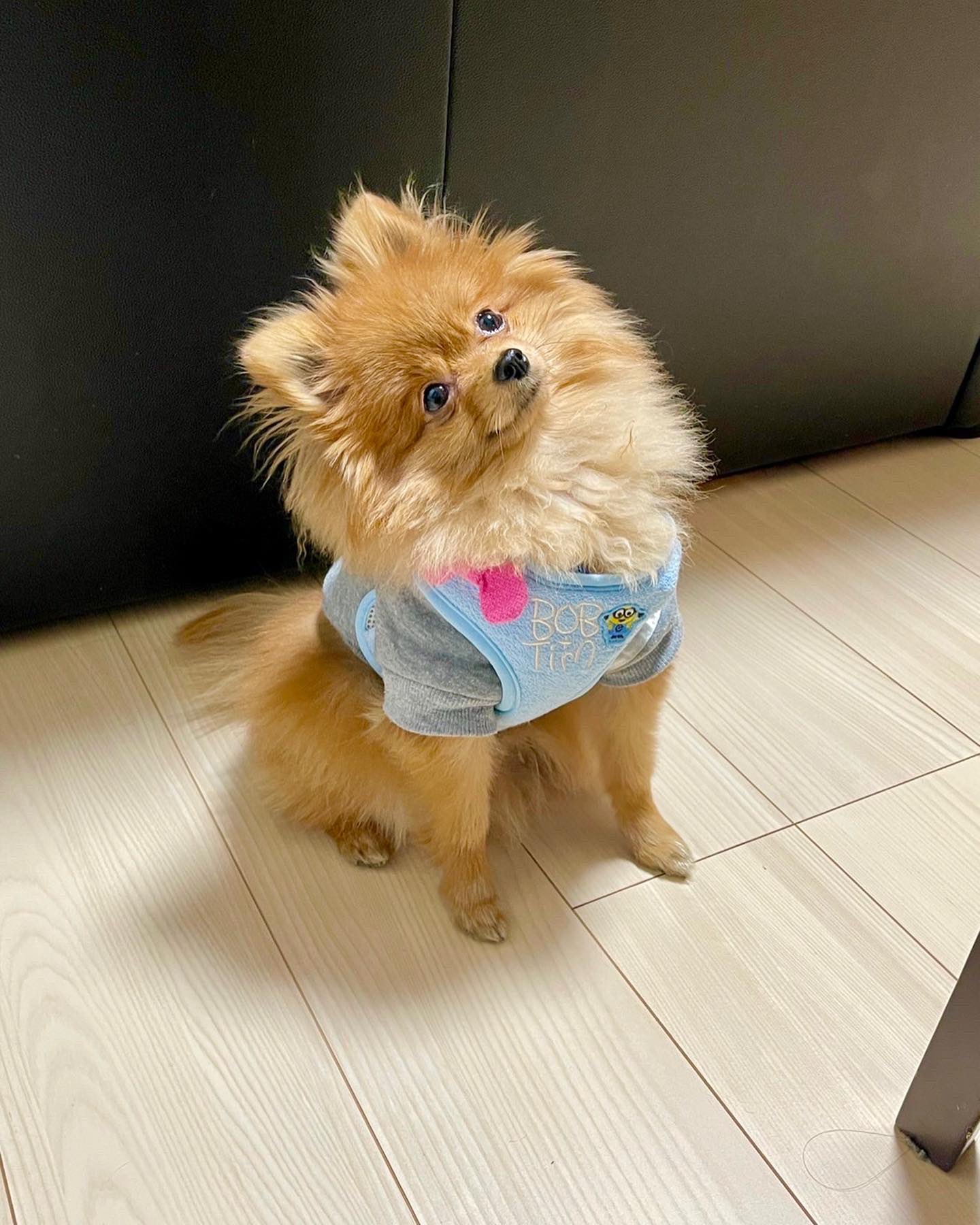 ハドレーポメラニアンのレオ 新しいハーネス可愛い ポメラニアン Pomeranian ミニオンズ ティム ユニバ 怪盗グルー ハーネス T Co I3z9uoonku Twitter