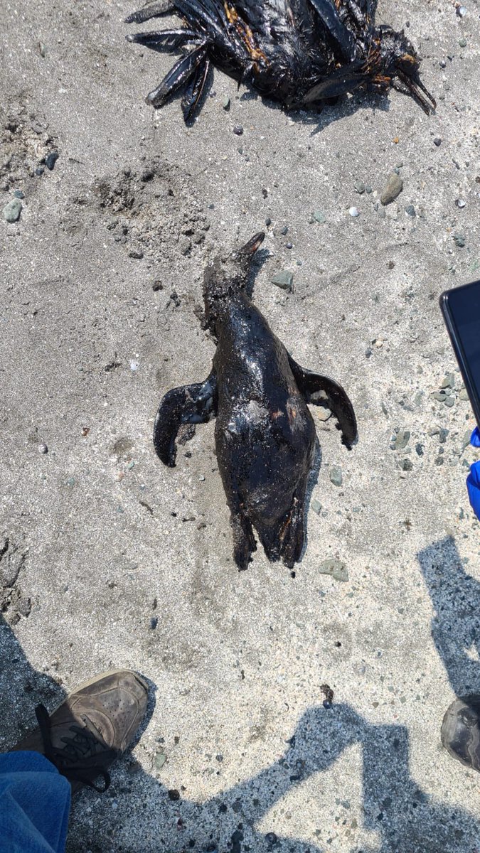 MongabayLatam's tweet photo. 🧐 El desastre ambiental que vive el #Perú 🇵🇪 a causa del derrame de 6 mil barriles de petróleo en el mar, no es el único que se ha presentado en Latinoamérica. @MongabayLatam ha documentado las emergencias por derrames de petróleo que se han registrado en la región. (1/7) 🧵⬇️ https://t.co/40gCkqfOYI