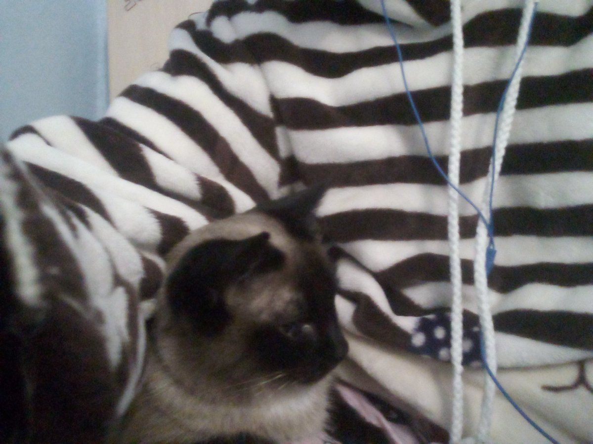 KasTheWho's tweet photo. #Ласка #Cat ♡♡♡ #Кошка #МояКошка :") https://t.co/SK2Zz85Yuz