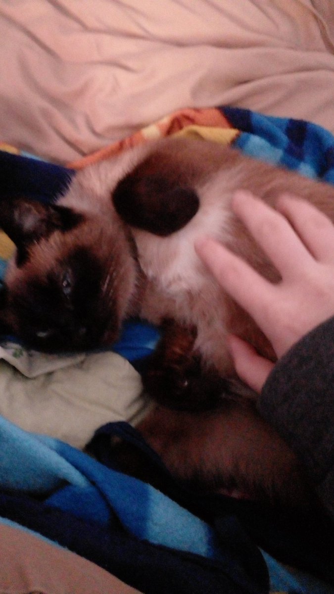 KasTheWho's tweet photo. #Ласка #Cat ♡♡♡ #Кошка #МояКошка :") https://t.co/SK2Zz85Yuz
