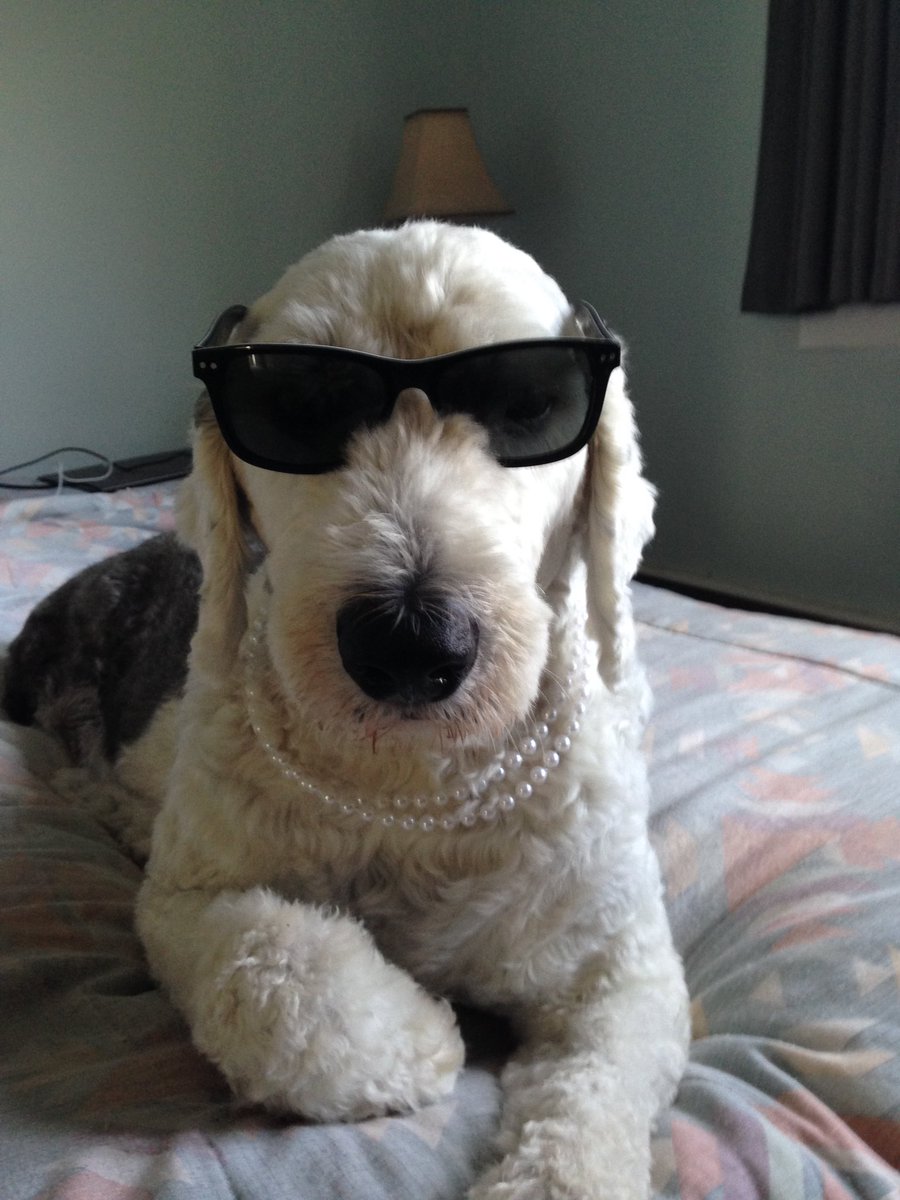 melvanip's tweet photo. @BrownietheDach1 https://t.co/JFU6NB3Vld
