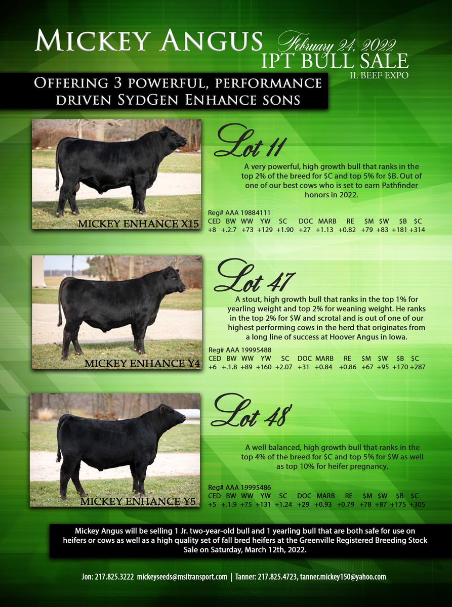 mickey_tanner's tweet photo. Excited about our offering for the Illinois Performance Tested Bull Sale on February 24th! More pictures and videos to come! Let us know if you have any questions! https://t.co/jjLDOGDUEz
