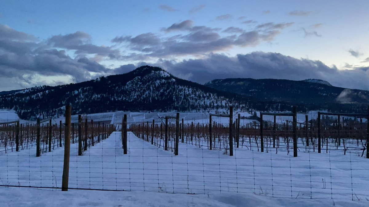 My favourite time of night! Overlooking <a href="/SummerGateWine/">SummerGate Winery</a> Kerner vineyard (make sure to try it) #bcwine #wine