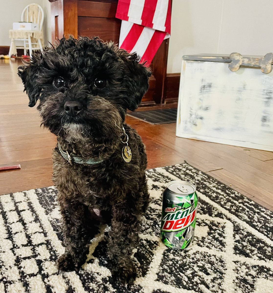 kelmichel's tweet photo. Why do humans take weird pictures? #ThrowbackThursday #oneyearlater #dogconfusion
-❤️-Stuey🐾 https://t.co/HPrEtoiPOQ