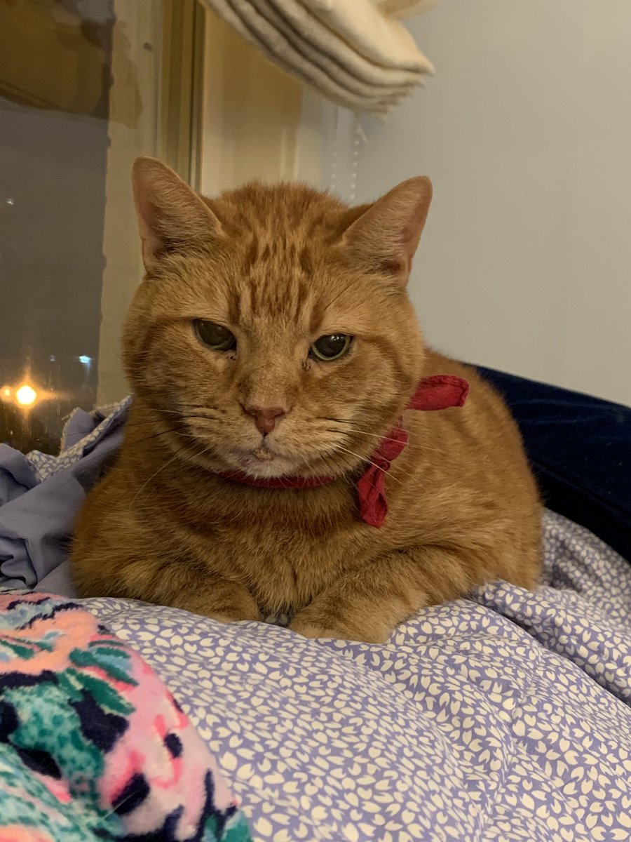 LordByronTheCat's tweet photo. This is your official reminder. My birthday is celebrated on February 14th. Send ice cream cake! https://t.co/xVqEDQDfRk