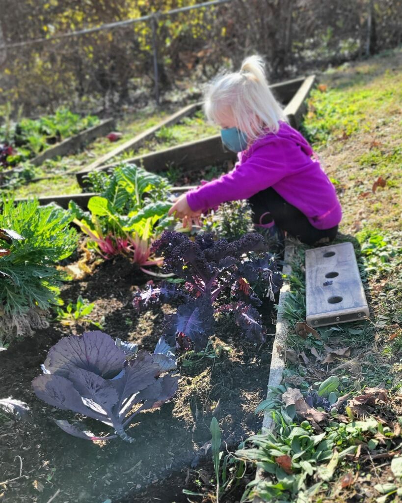 lindenwaldorf's tweet photo. Any time’s the right time for kale … especially if you grew it yourself!

Our Early Childhood garden in full bloom with winter veggies. Perfect for snacking during a busy day.

#LindenWaldorfSchool #WaldorfSchool #WaldorfEarlyChildhood https://t.co/c5weMMmJ5a