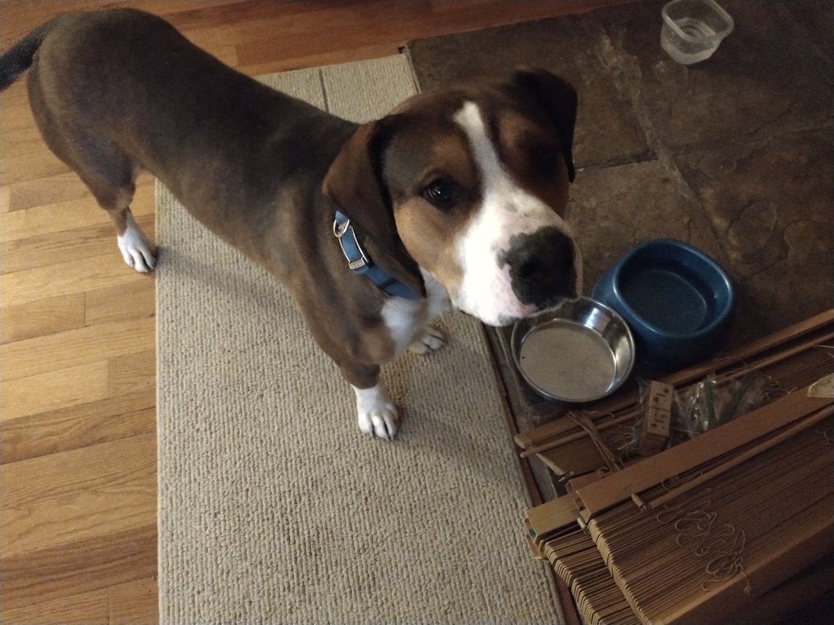 sgzdev's tweet image. This guy has been hanging around my house on Jackson Bridge Rd. today. No tags.  I can't keep him in long because of our cat. Let me know if he's yours!
