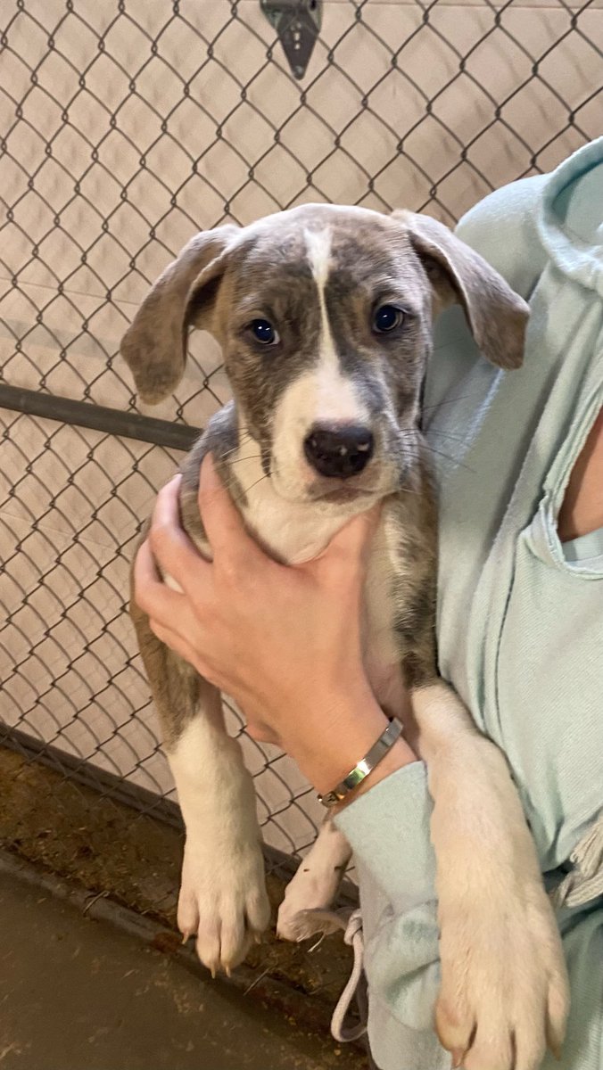 CarolineeeeWade's tweet photo. I’ve posted it everywhere else, might as well try here too. 🥲 I have three female pups who are in dire need of homes. They deserve so much more attention and love than I can give them. Please message me for details. Mom is an Anatolian Shepard and dad is a pitbull. 😇 https://t.co/NAwrZaFdYF