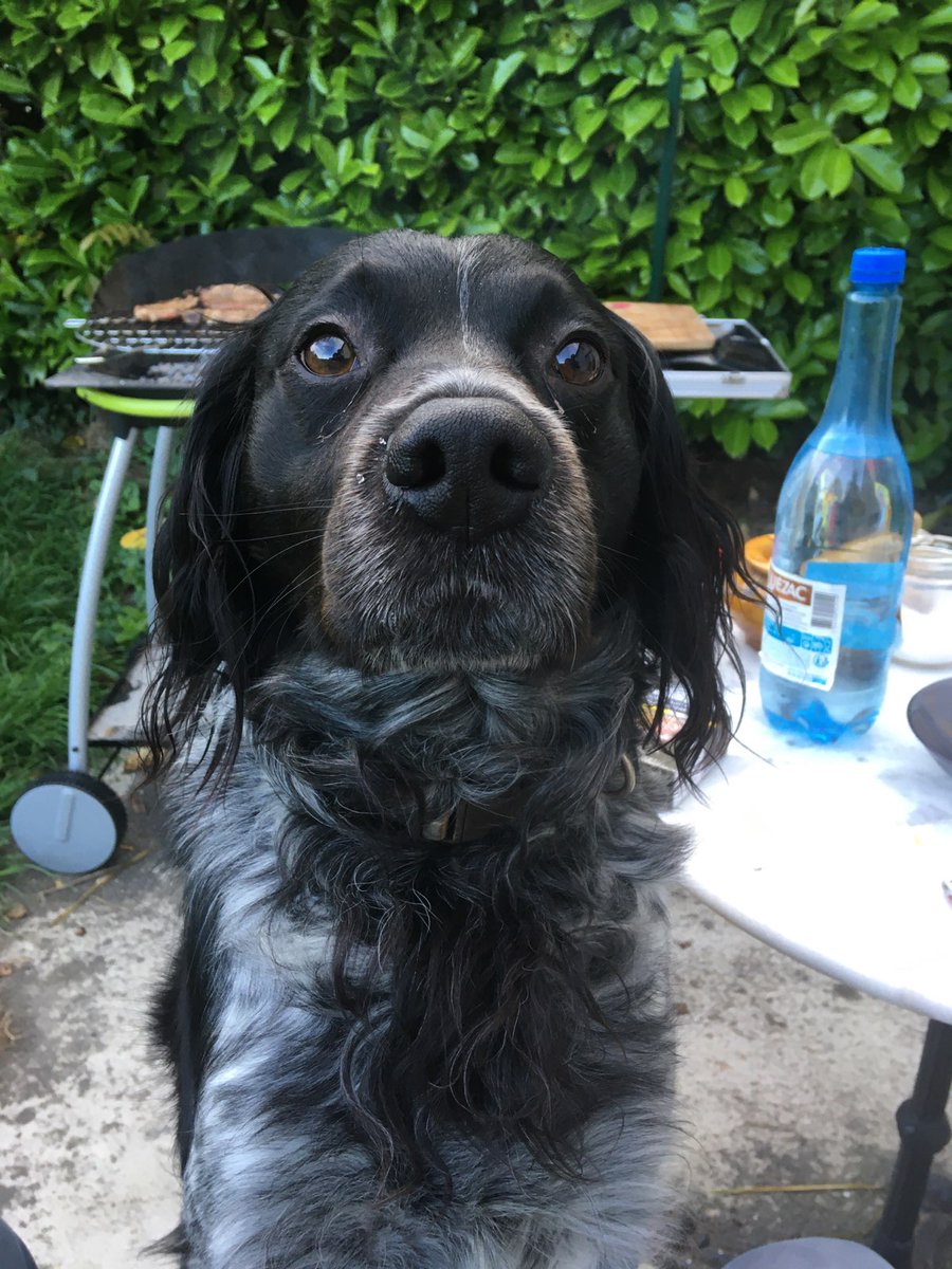 Pouget1Pouget's tweet photo. Je m'appelle Louarn, mais tout le monde m'appelle Loulou. J'ai fugué jeudi soir dans le secteur du Pilou, aux limites de @villedebrive et de @VilledeMalemort et mes maîtres sont sans nouvelles depuis...
Merci de m'aider, je suis perdu ! https://t.co/ufqdCZavnf