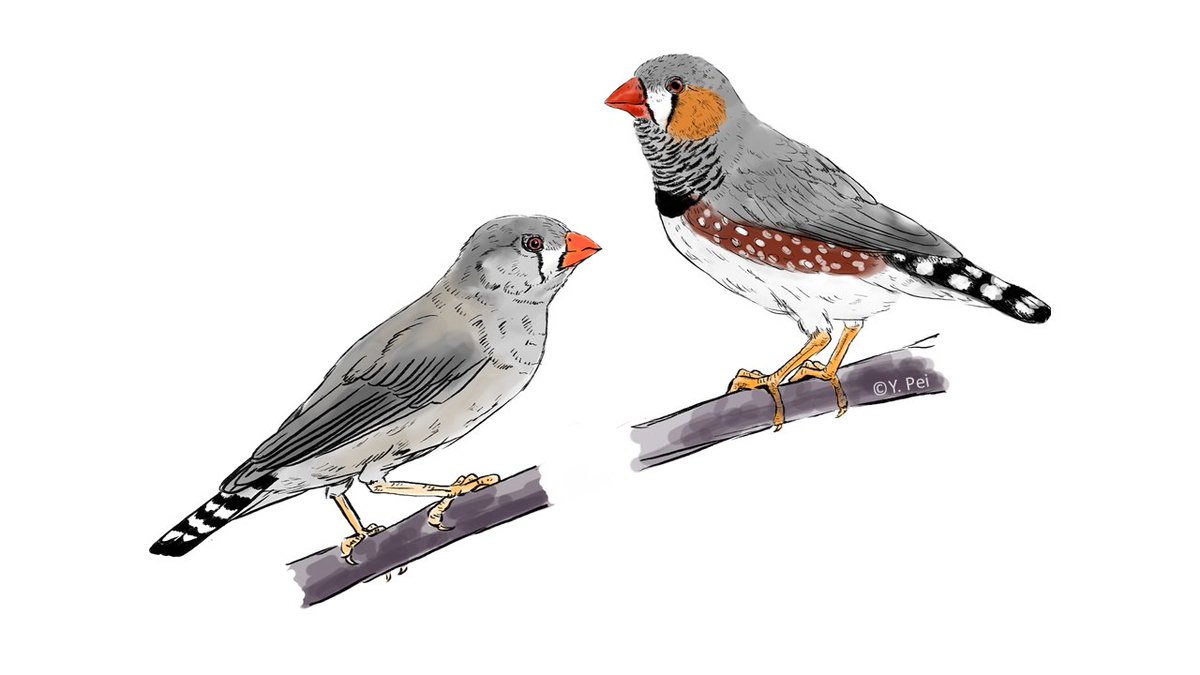 Songbirds have an extra chromosome that was believed to be maternally inherited. A team led by Bart Kempenaers &amp; <a href="/alexander_suh/">Alexander Suh 서상재</a> shows that it can also be paternally inherited – a key step in understanding the evolution of this chromosome. pnas.org/content/119/4/… <a href="/yfpei/">Yifan Pei</a> @PNASnews