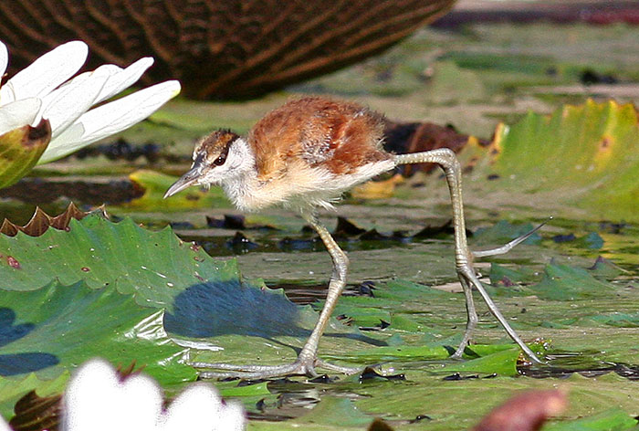 WildfriendsUG's tweet photo. While males are the protectors of the chicks, females protect the territory due to the fact that they are much bigger in size😳
Being single dads, male #jacanas are experts at raising chicks. https://t.co/Gq63q4swLH