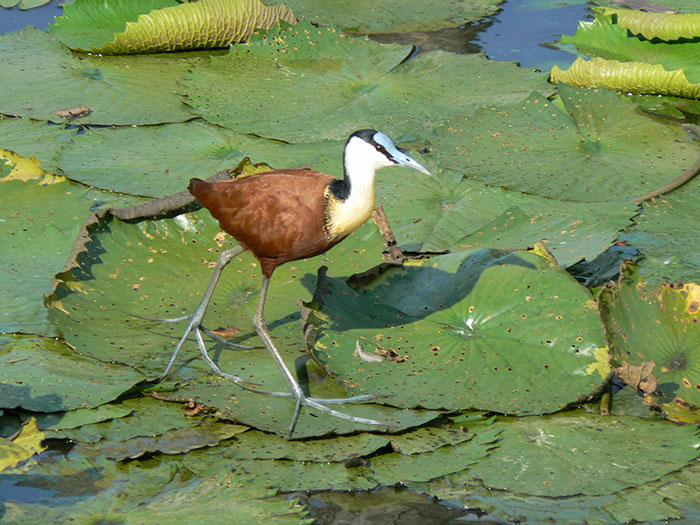 WildfriendsUG's tweet photo. While males are the protectors of the chicks, females protect the territory due to the fact that they are much bigger in size😳
Being single dads, male #jacanas are experts at raising chicks. https://t.co/Gq63q4swLH