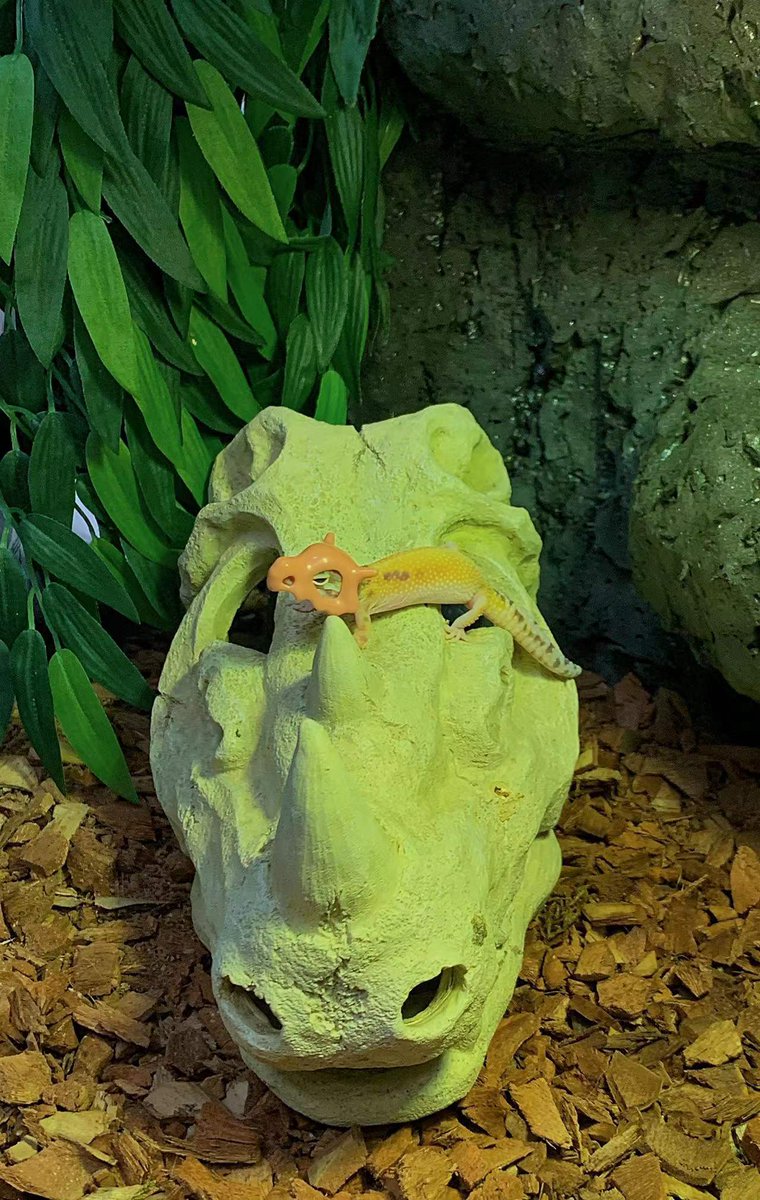 Creality3dP's tweet photo. 🤣Wow, I'm sure there is no better professional in caring for climbing pets than you guys! @REPTIZOO🤣
😝To be honest, I really want to print a helmet for my Exopet kids too😝
BTW: The helmet printed by #creatity #halotsky
#3Dprinting #Helmet #resinart #DIY #Scaling
#Minecraft https://t.co/CTLmVM1BN6