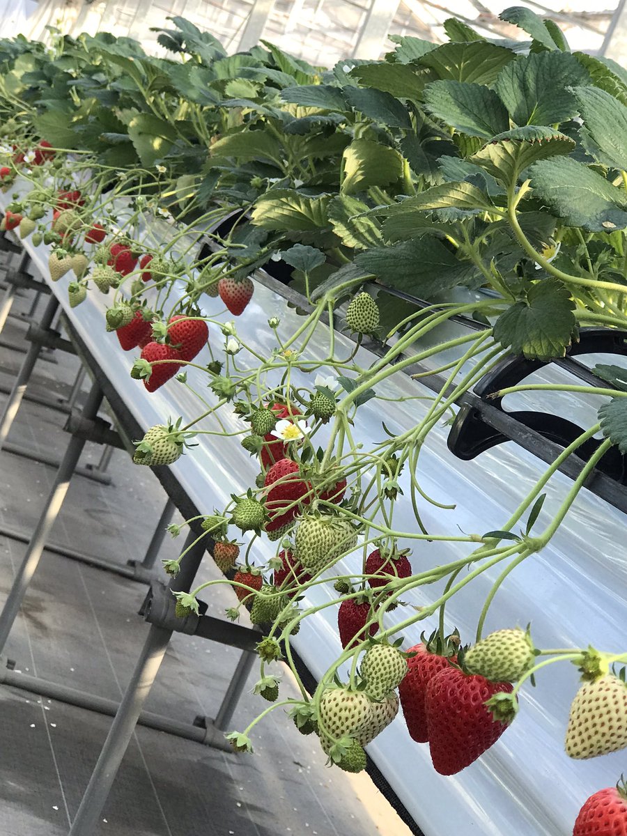 白久農園 Qchandamon Twitter