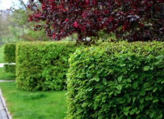 Kin_Kan_Do's tweet photo. Before the birds and animals start nesting in the spring, have your hedges trimmed! More information about our hedge-trimming service can be found here: https://t.co/MLl5XQXtkh https://t.co/TFKfDNuIV2