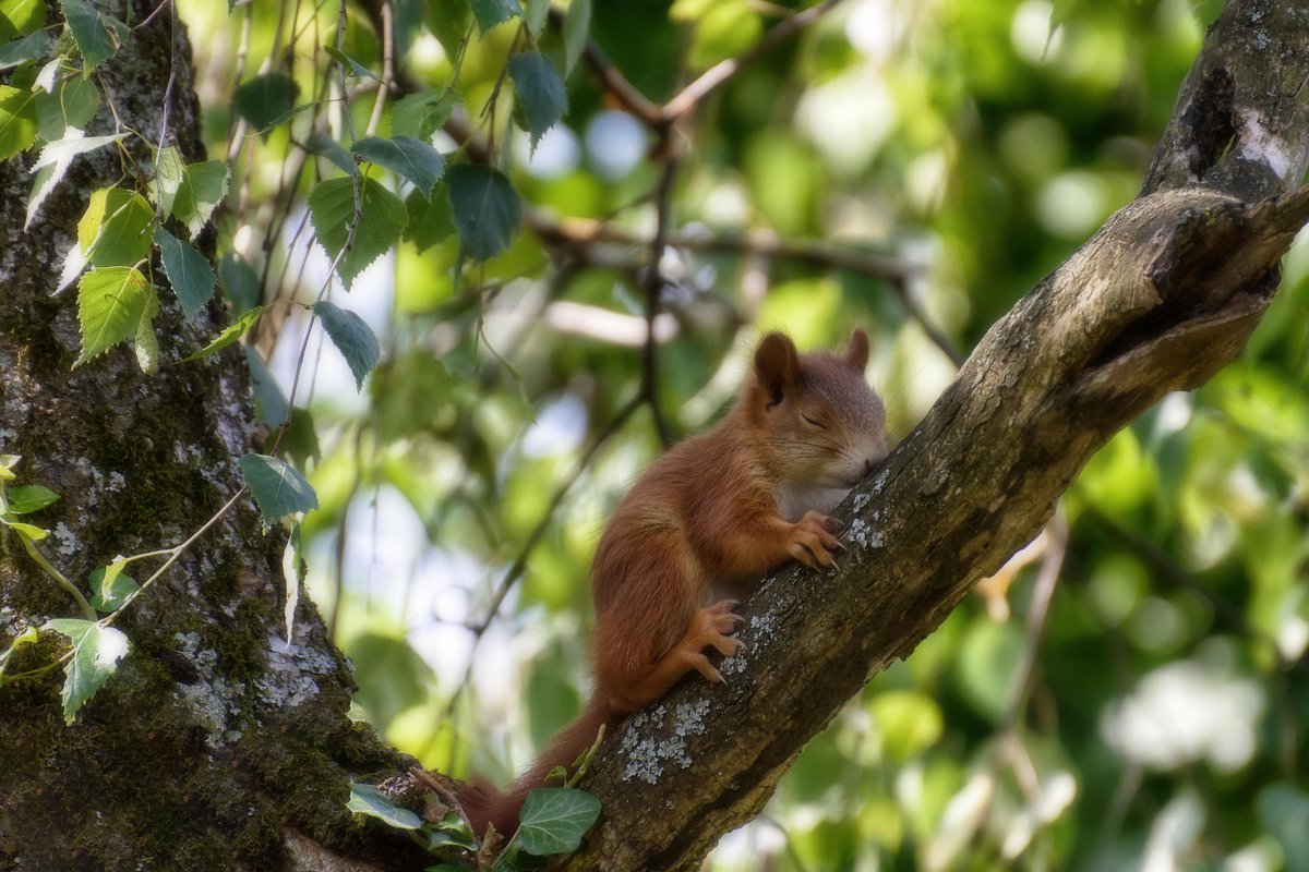 First, work from the <a href="/cdbustamante/">Carlos D. Bustamante 🇻🇪🇺🇸</a> lab <a href="/StanfordCEHG/">Stanford CEHG</a> characterized genetic variation in 153 ground squirrels, finding 14 loci associated with hibernation onset (including a putative causal variant in the FAM204A promoter). 😴

nature.com/articles/s4200…

[Credit: Pixabay]