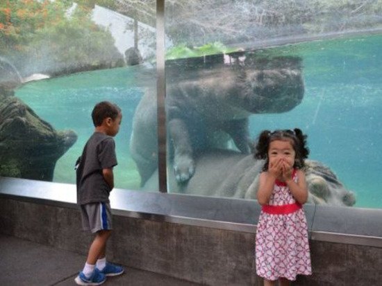 TorrenteAlberto's tweet image. Mientras los hipopótamos en el Magdalena / los animalistas y autoridades ambientales en Colombia 🙈🙉🙊