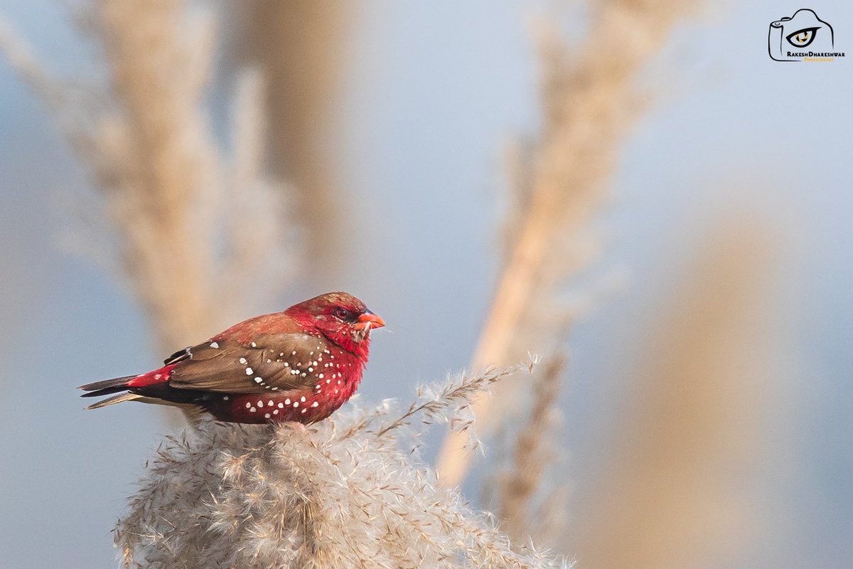 rdrakesh's tweet photo. Winter afternoons, best time to capture these beauties #RedMunia, especially when the sun peeks out of the clouds
#IndiAves #ThePhotoHour #wildlifephotography #birds #birdwatching #birbs #birding #NaturePhotography #BBCWildlifePOTD #TwitterNatureCommunity @ParveenKaswan @Avibase https://t.co/dCOel1ENE9
