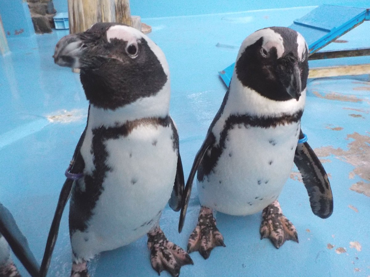 FJmCYRyaQAcAeTB.jpg?format=jpg