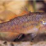 Excited the nationally threatened Southern Pygmy Perch will get a new home with the announcement of Federal Government Murray-Darling Healthy Rivers Program funding for Goulburn Broken CMA’s project!
Photo courtesy of Murray-Darling Basin Authority. 