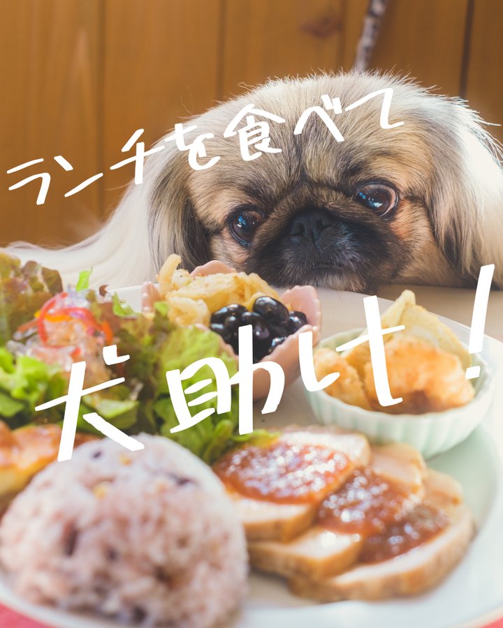愛知 エリア別 保護犬カフェ おすすめ5選 保護犬 保護猫の里親探しならワンニャイフ
