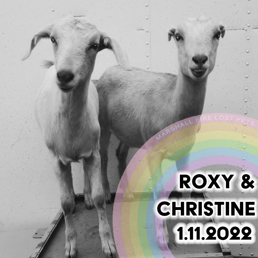 klr_reno's tweet photo. #MarshallFire #Superior #Louisville #Boulder #Colorado #lostpetsbouldercounty 

***Update***

Roxy and Christine didn't make it https://t.co/ut6iLryiiQ