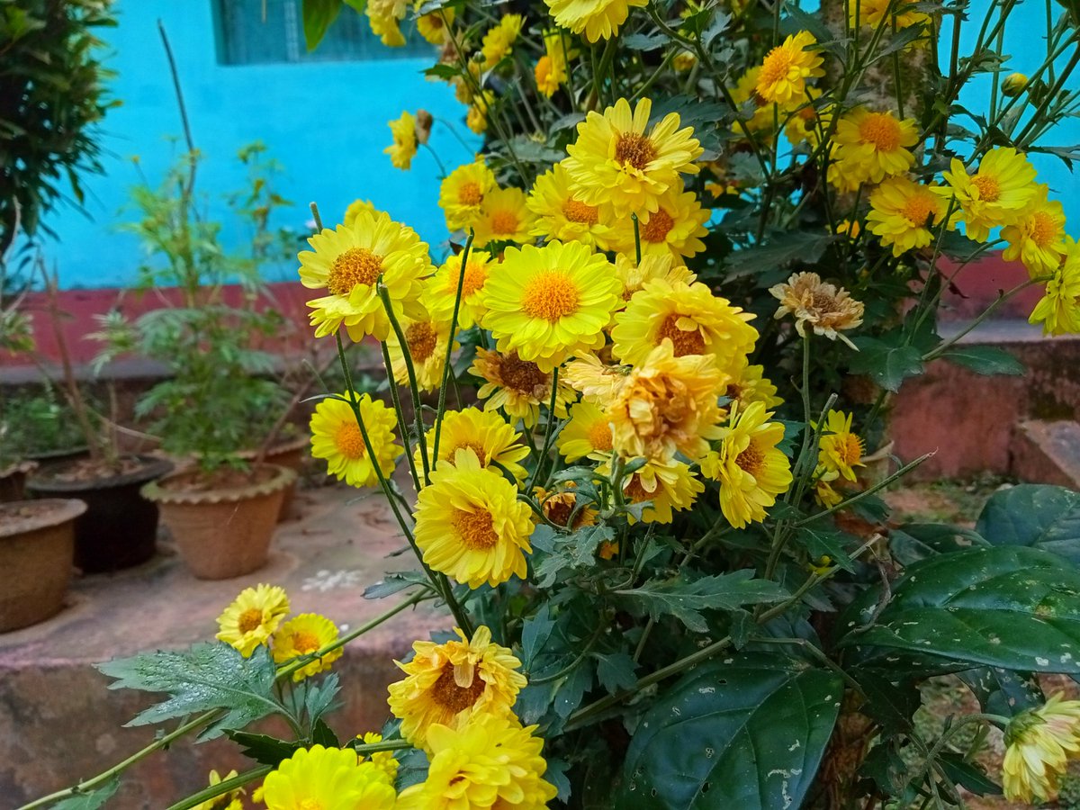 _odiani_'s tweet photo. Flowers of my little garden 🌝❣️ https://t.co/Bb0fpLN80i