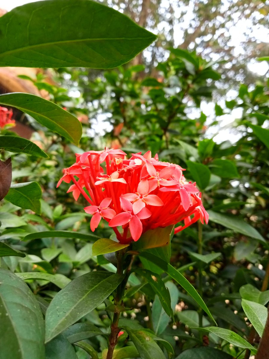 _odiani_'s tweet photo. Flowers of my little garden 🌝❣️ https://t.co/Bb0fpLN80i