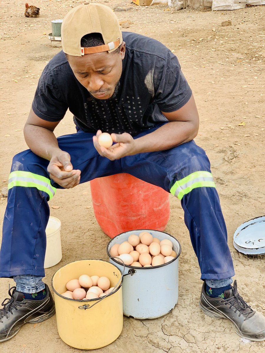 MpondaSabinus's tweet photo. Alizaliwa Familia Choka Mbaya, Baada Ya Kuhitimu Chuo @terrymap1 Akarud Kijijini Kuishi Na Mama Ake, Akaanza Kulima Ekari 5, Leo Analima Zaidi Ya Ekari 300, Mfugaji.Amewai Tembelewa Na Vyombo Vya Habari Kama Aljazeera. Na Anatajwa Kama Mkulima Mkubwa Sana Africa Hapo Baadae . https://t.co/DOdo7QTAuI