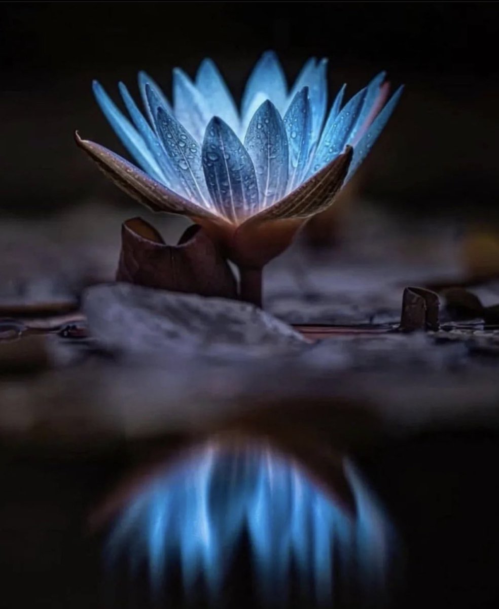 Rockjohnnow's tweet image. Dark Macro Art. Glowing Blue Flower in the Black Forest, Germany. #Photography #BlueFlower #Wiktor #PhotoOfTheDay #Macro #Beauty