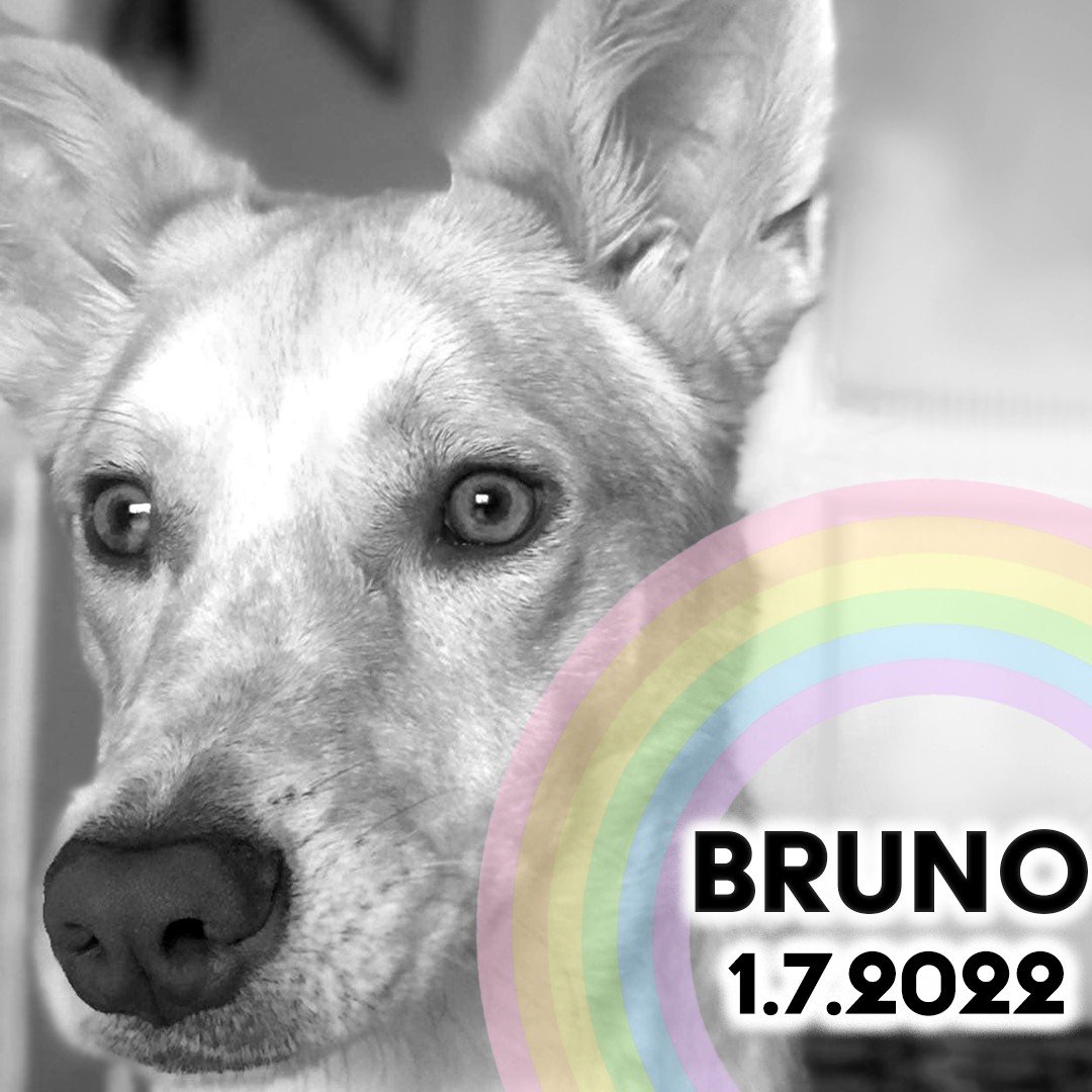 klr_reno's tweet photo. #MarshallFire #Superior #Louisville #Boulder #Colorado #lostpetsbouldercounty 

**Update**

Bruno didn't survive https://t.co/47wjDBiUl2
