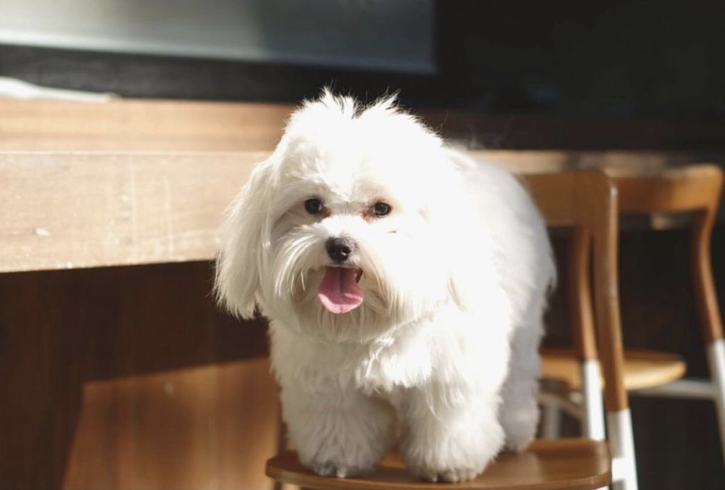 mmminggy's tweet photo. 💗Happy birthday to luna💗
      🐶ไอต้าวอ้วงงงง🐶 https://t.co/PxZ2w3XmwC