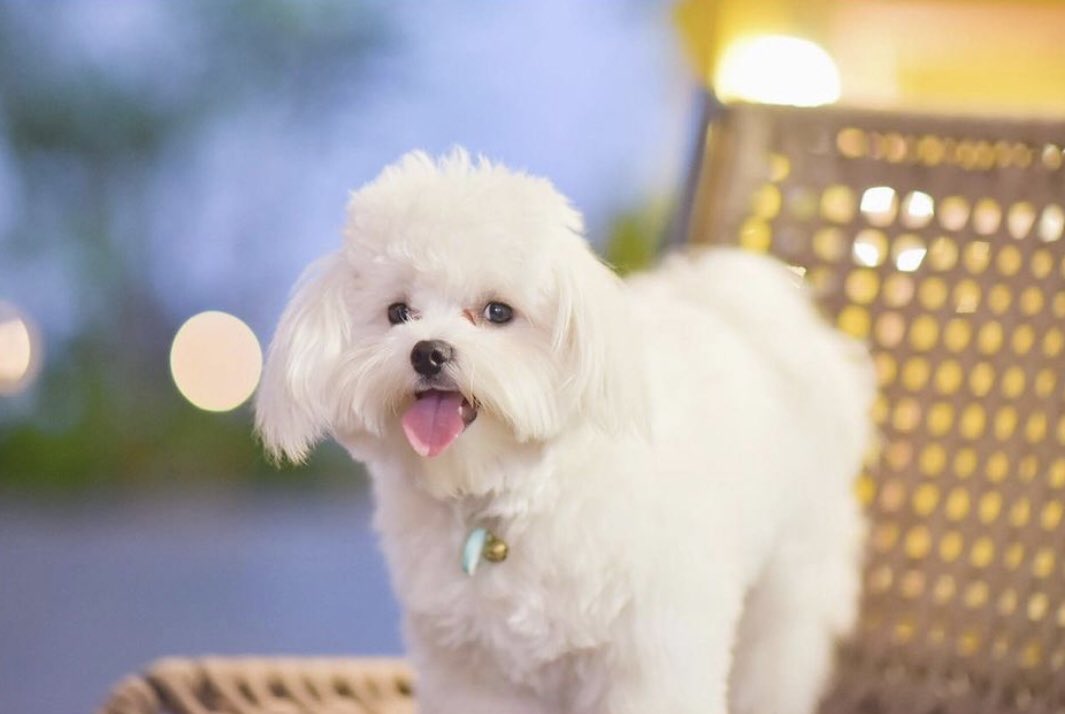 mmminggy's tweet photo. 💗Happy birthday to luna💗
      🐶ไอต้าวอ้วงงงง🐶 https://t.co/PxZ2w3XmwC