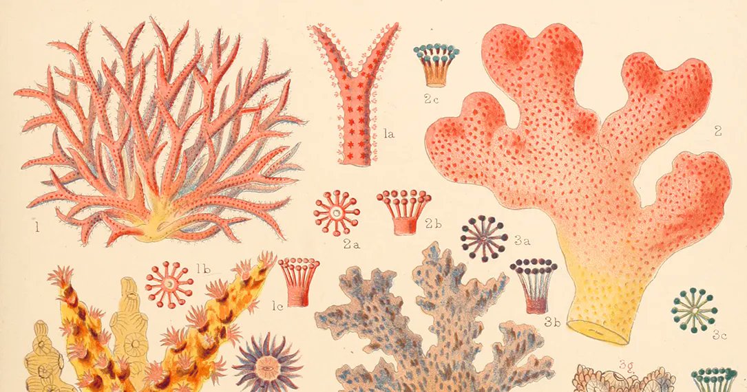 themarginalian's tweet photo. In the bleakness of winter, in the darkness of this endless pandemic, a transportive beam of loveliness to a brighter time and place in these astonishing Victorian illustrations of the world's first encyclopedia about the Great Barrier Reef ecosystem https://t.co/FumvoYss5X https://t.co/4lx5lMDedk