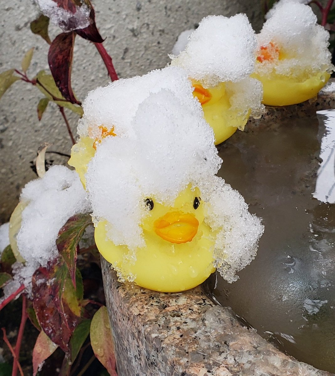 おつかれさまっす‼️
ホワイトモヒカン隊長‼️‼️

#大雪
#京都
#あひる隊長