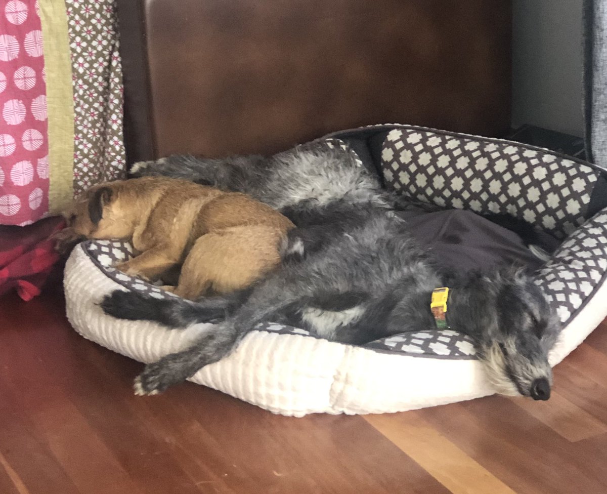 Hey Pals I haven’t tweeted in a while as Is been showin big sista how to do things. She’s learned relaxin real well #BTPosse