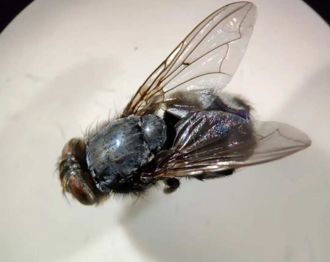 SanjitaPanigra2's tweet image. Back to 16th century where Forensic Investigation was possible for an Insect.
#forensicentomology