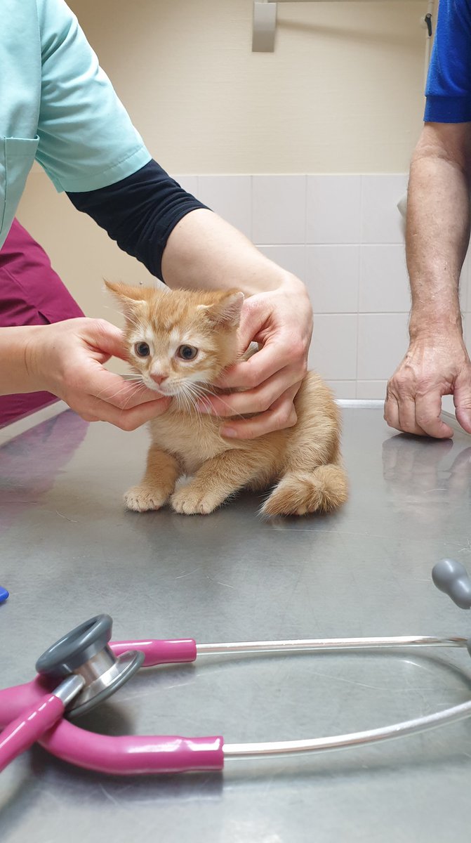 VNGAG's tweet photo. Gutes für die Region bewirken: Hilfe für die #Obdachlosenhilfe @timmitohelp und die Leipziger #Tiernothilfe. Die VNG-Stiftung unterstützt zwei #ehrenamtliche Vereine aus #Leipzig mit Spenden in Höhe von jeweils 1.000 €. Wir sagen #DANKE für den unermüdlichen Einsatz! 💛 https://t.co/x7og3FgwEG