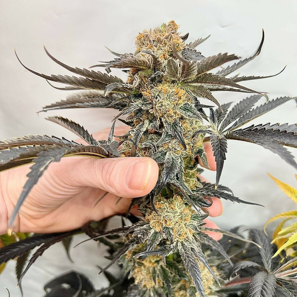 PhenoWolf's tweet photo. 🍓
S2

Strawberry Runtz 
X
Strawberry Cough

Bred by: @greenwolf_genetics 
Hunted by: @phenowolf 

@spiderfarmeramazon_official 
@millspaysthebills https://t.co/szV1v5jWtU https://t.co/JsFFwYeOmV